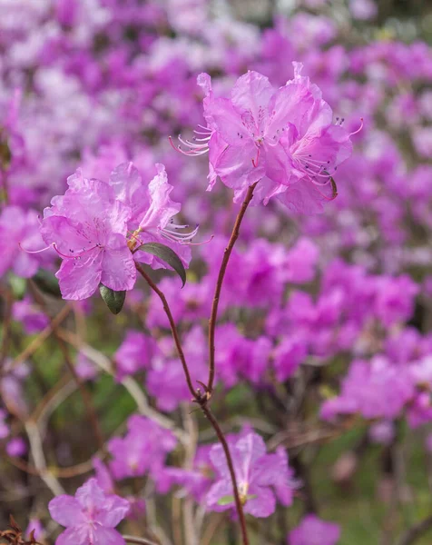 Lkbaharda Açan Pembe Çalılar — Stok fotoğraf