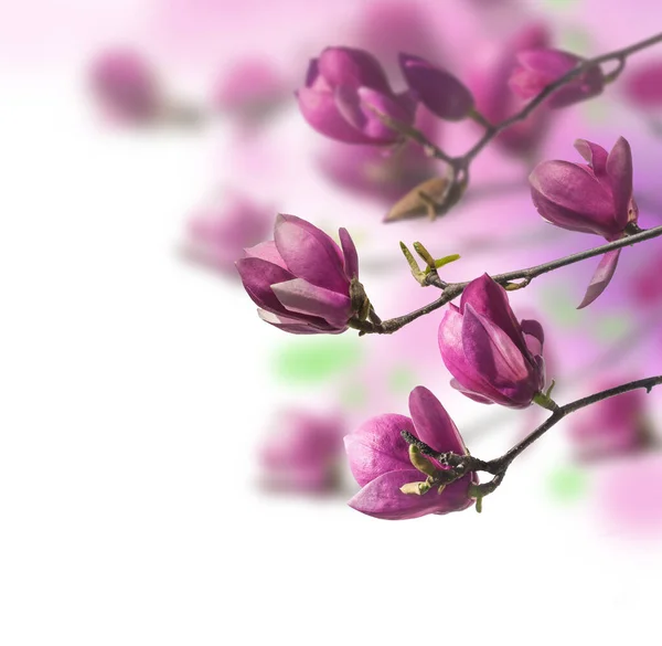 Manolya Nın Çiçek Açan Dalları Çay Tabağı Manolyası Veya Magnolia — Stok fotoğraf