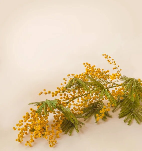 Sarı Arka Planda Bir Dal Taze Mimoza — Stok fotoğraf