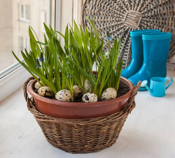 Basket Muskari Decorated Easter Quail Eggs Background Children Blue Rubber — Stock Photo, Image