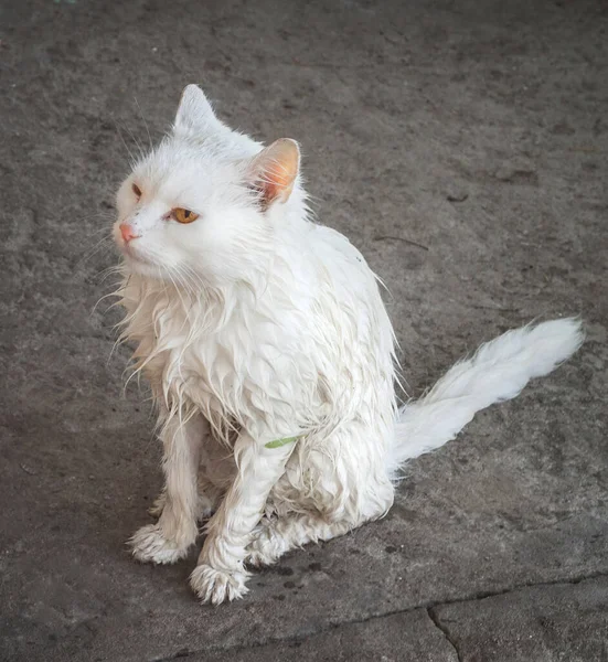 Vit Fluffig Sibirisk Katt Skapa Efter Regnet — Stockfoto