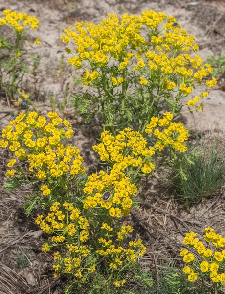 Euphorbia Cyparissias Cypress Spurge Euphorbia 식물의 일종이다 서식지 유형에는 포함된다 — 스톡 사진