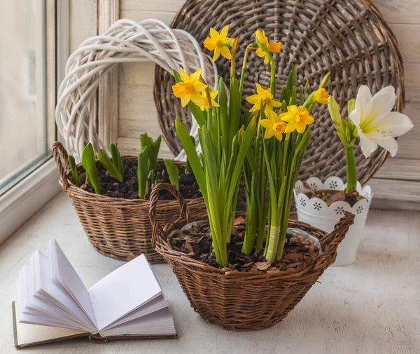 Daffodils Cesto Amaryllis Janela — Fotografia de Stock