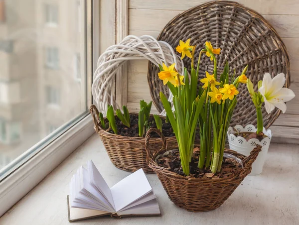 Daffodils Cesto Amaryllis Janela — Fotografia de Stock