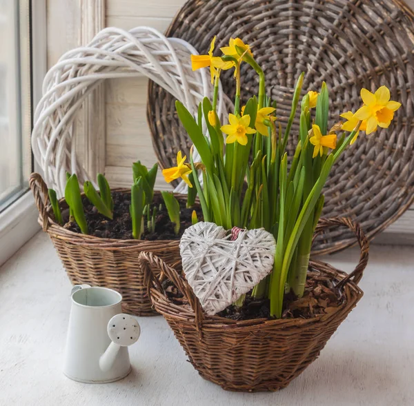 Yellow Daffodils Basket Decorative Watering Can Heart Window — Stock Photo, Image