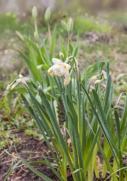 ดาฟฟอด ขาวสองช นบนพ นหล งของกล มดอกท ปในสวนฤด ใบไม — ภาพถ่ายสต็อก