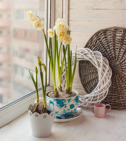 Double Daffodils Vintage Pot Decorative Pink Watering — Stock Photo, Image