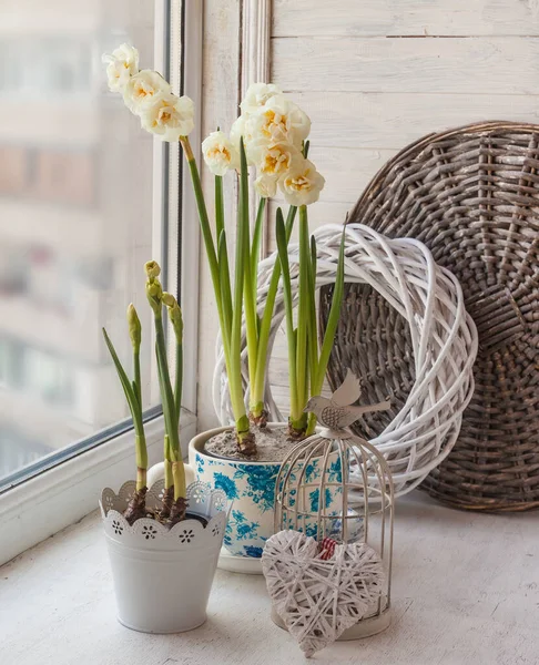 Dubbele Narcissen Een Vintage Pot Met Hart Decoratieve Kooi — Stockfoto