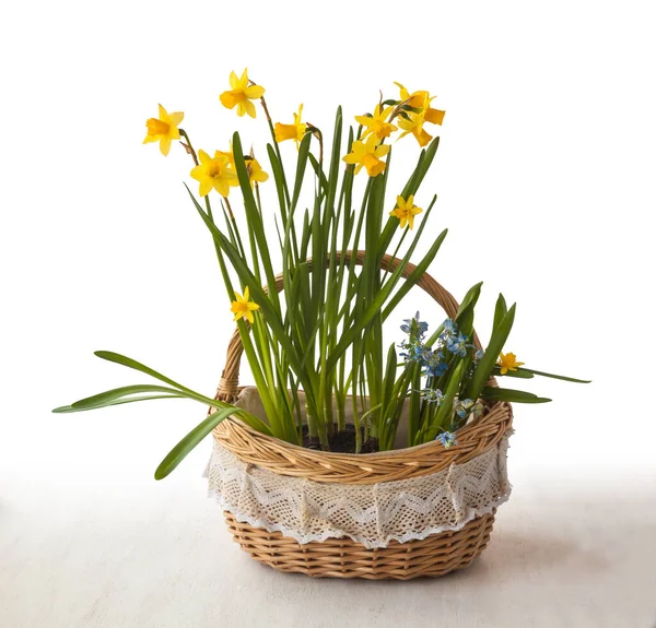 Amarelo Narcisos Scilla Uma Cesta Romântica — Fotografia de Stock