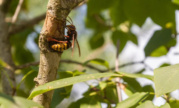 Hornet Eet Schors Uit Een Lila Struik Voor Bouw Van — Stockfoto