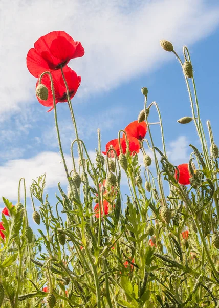 Pole Makiem Papaver Rhoeas Wiosną Przez Dzień Słońca — Zdjęcie stockowe