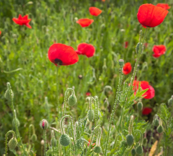 Field Poppy Spring Sun Day — Stock Photo, Image