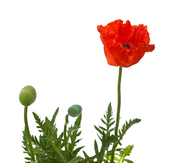 Single Papaver Orientale Oriental Poppy Perennial Flowering Plant Native Caucasus — Stock Photo, Image