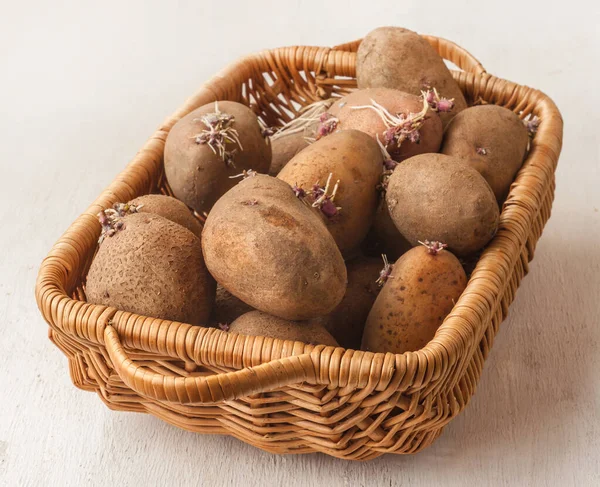 Картофельные Клубни Проросшими Корнями Корзине — стоковое фото