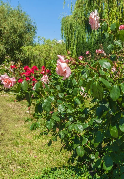 Kyiv Ucrania Junio 2017 Rosario Jardín Botánico Lleva Nombre Grishko — Foto de Stock