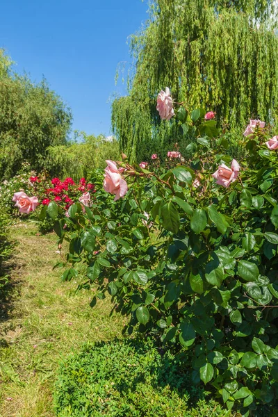 Kyiv Ucrania Junio 2017 Rosario Jardín Botánico Lleva Nombre Grishko — Foto de Stock