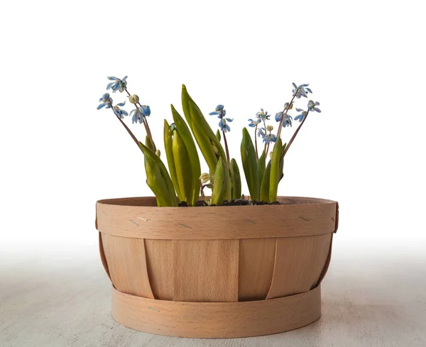 Flowering Scilla Siberica Basket White Background — Stock Photo, Image