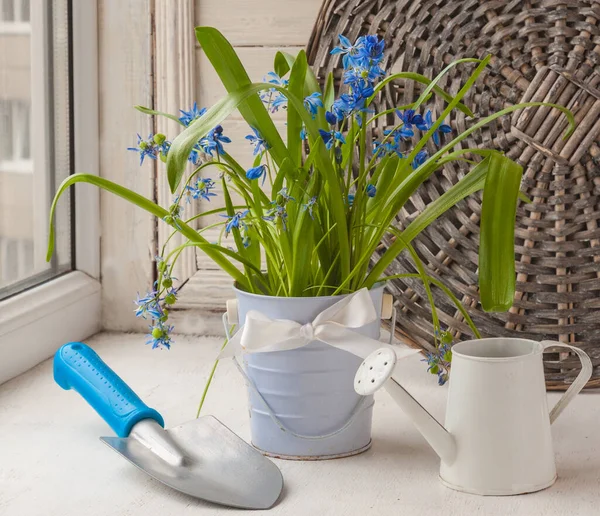 Scilla Dekorativen Eimer Neben Der Gießkanne Und Einem Spaten Fenster — Stockfoto