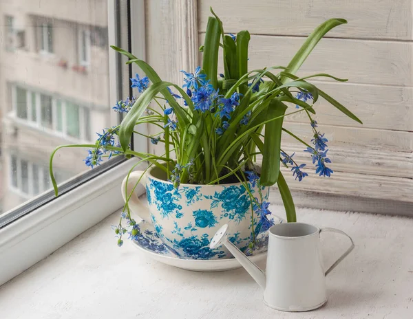 Scilla Siberiana Taza Vintage Cerca Una Regadera Decorativa Ventana —  Fotos de Stock