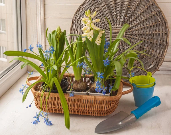 Hyacinths Scilla Basket Window Next Shovel — Stock Photo, Image