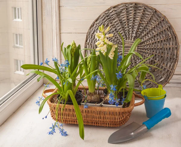 Hyacinths Scilla Basket Window Next Shovel — Stock Photo, Image