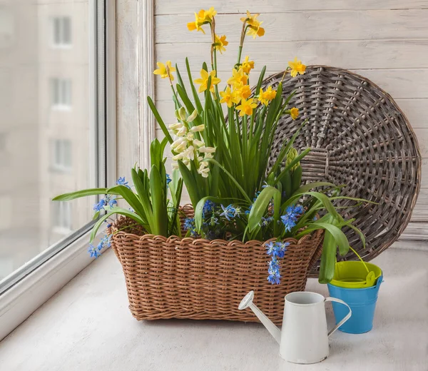 Hyacinths Daffodil Scilla Basket Window — Stock Photo, Image