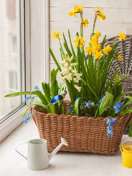 Hyacinths Daffodil和Scilla在窗上的篮子里 — 图库照片