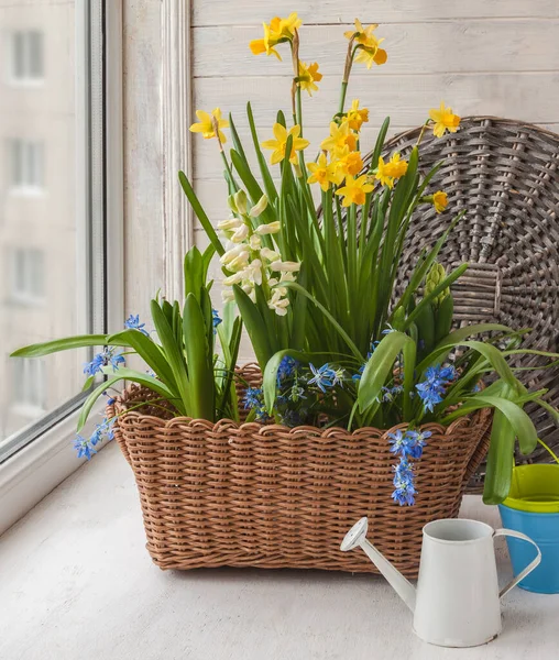 Jacinthes Jonquilles Scilla Dans Panier Sur Fenêtre — Photo