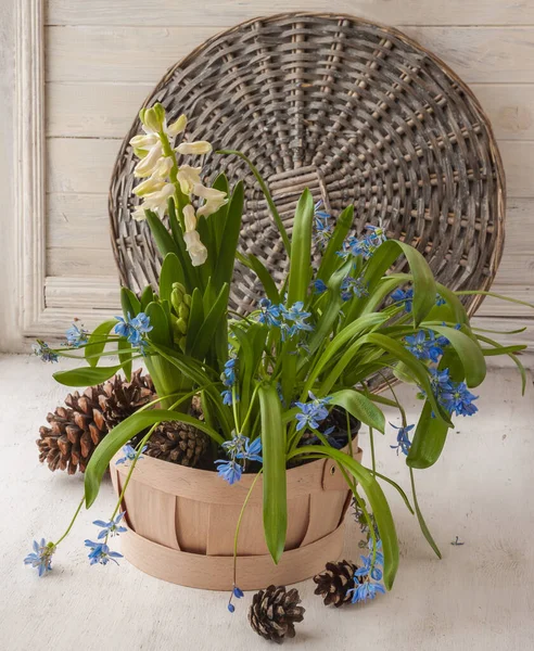 Siberian Scilla Basket Cones White Hyacinth Window — Stock Photo, Image