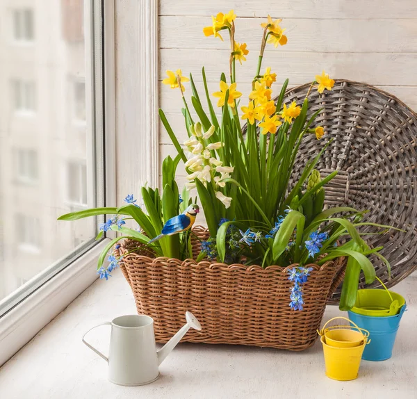 Hyacinths Daffodil和Scilla在窗上的篮子里 — 图库照片