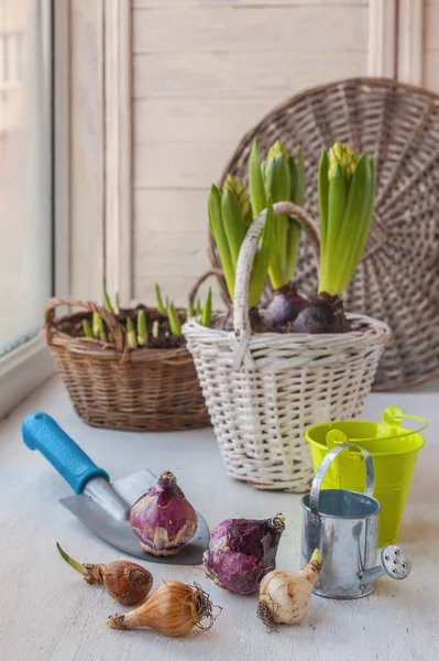 Cibule Narcisy Hyacinty Koši Pozadí Květinami Okně — Stock fotografie