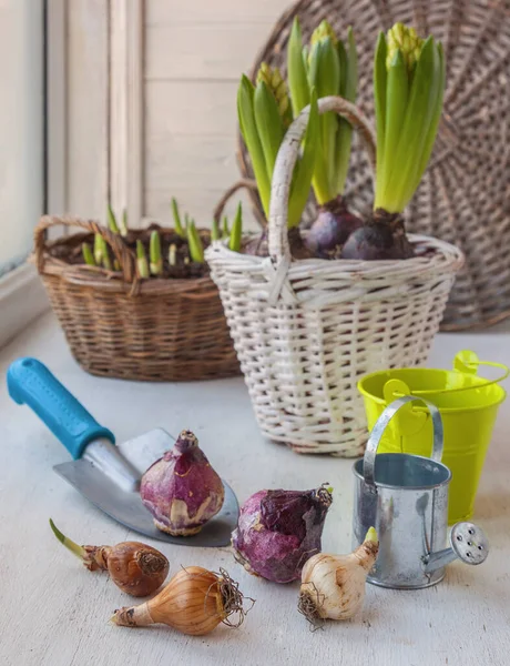 Zwiebeln Narzissen Und Hyazinthen Hintergrund Korb Mit Blumen Fenster — Stockfoto