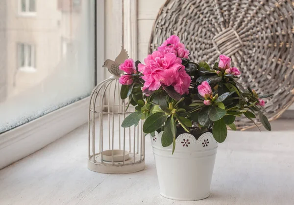 Azalea Een Pot Vintage Decoratieve Kaars Vogelkooi Het Raam — Stockfoto