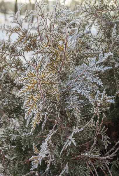 Thuja Zweige Mit Frost Bedeckt Öffentlicher Garten Kiew Winter — Stockfoto