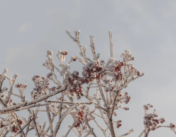 Ветка Sorbus Torminalis Гроздьями Ягод Морозе Фоне Неба — стоковое фото