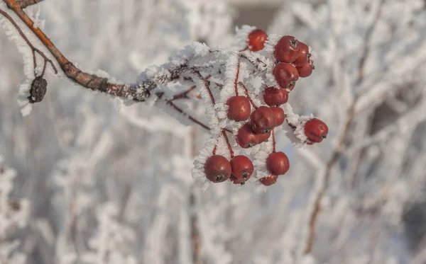 Sorbus Torminalis Ветви Пучками Ягод Морозе — стоковое фото