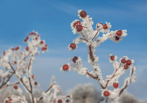 Sorbus Torminalis Ветви Гроздьями Ягод Морозе Фоне Зимнего Неба — стоковое фото