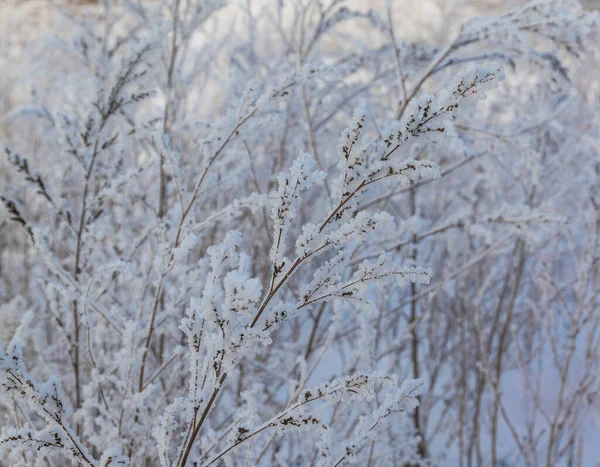 Сухая Трава Снежной Бурей Зимой — стоковое фото