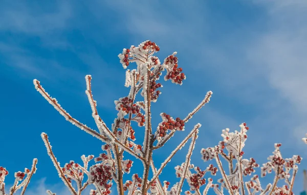 Sorbus Torminalis Ветви Гроздьями Ягод Морозе Фоне Зимнего Неба — стоковое фото