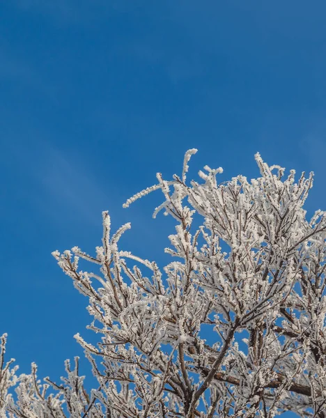 Ветви Дерева Морозе После Снежной Бури Голубом Небе — стоковое фото
