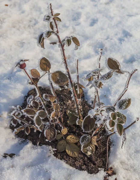 Кустарниковые Розы Инею Фоне Снега Зимой — стоковое фото