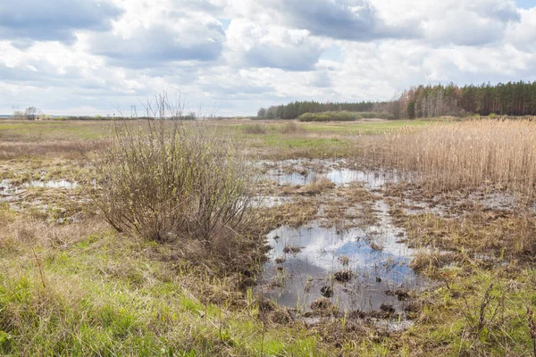 Swamp Dry Grass Spring Forest Polesie Ukraine — Stock Photo, Image