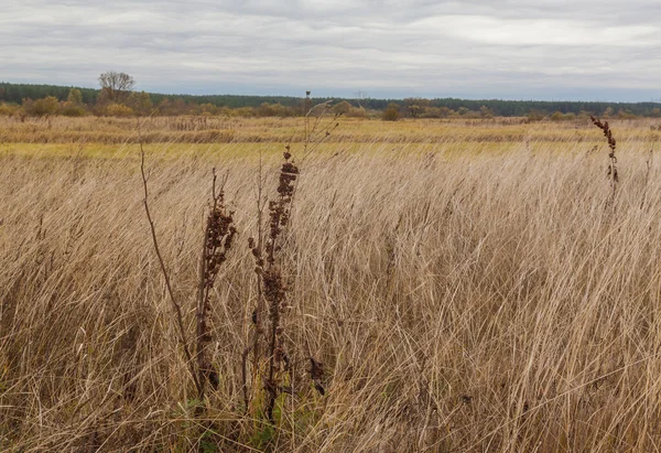 Autumn Meadow Dry Grass Shrubs Dried Sorrel Rumex Confertus Cloudy — Stock Photo, Image