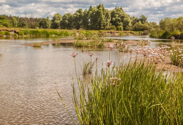 Bloeiende Rush Butomus Umbellatus Tegen Achtergrond Van Ondiepe Rivierbedding Hete — Stockfoto