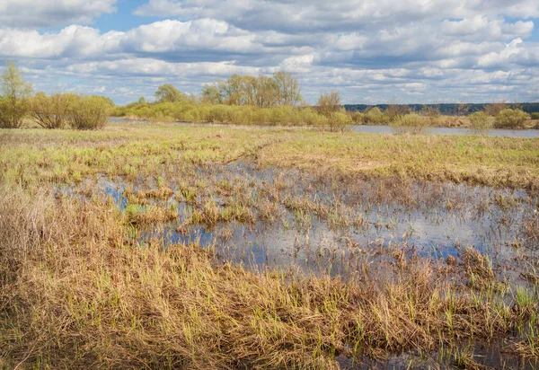 Grasveld Overspoeld Met Water Overstroming Polissya Oekraïne — Stockfoto