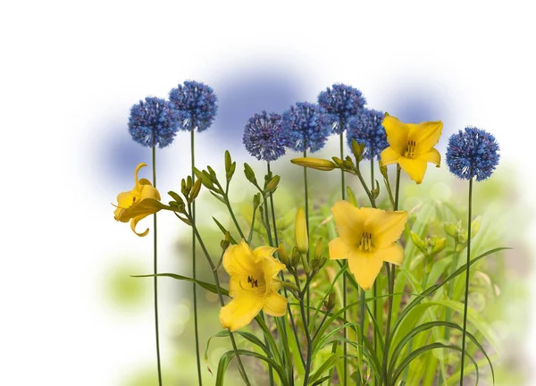 Flowering yellow daylily (hemerocallis) sort "Winning Ways" and Blue Allium caesium on a blurry background. The contrasting color combination of color on a bed — Stock Image Flowering Yellow Daylily Hemerocallis Sort Winning Ways Blue Allium Caesium Stock Photo