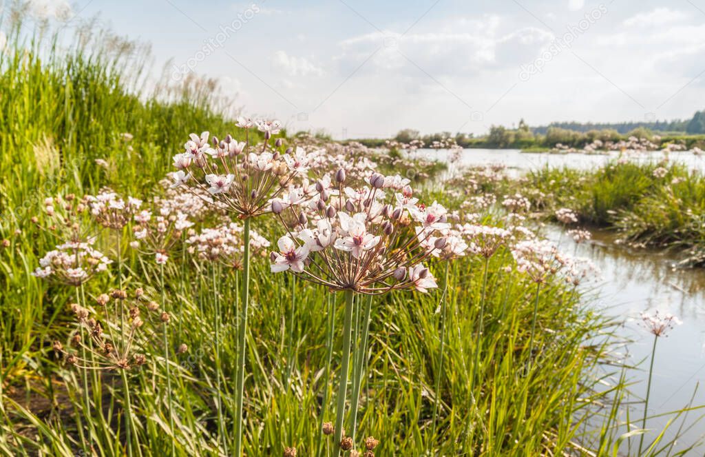 Flowering rush, Butomus umbellatus against the backdrop of shoaled riverbed in hot summer