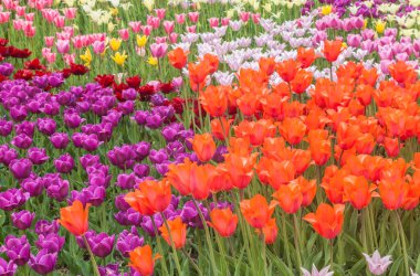 Kyiv 'in manzara parkında farklı renklerdeki lalelerle çiçeklenmiş.
