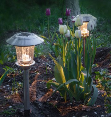 Garden lamp solar powered near a group of tulips 