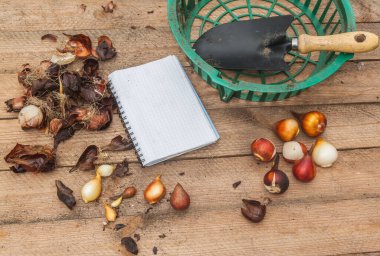 Ampuller için sepet, notlar için not defteri, bahçe küreği ve masada lale soğanları.